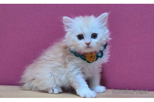 成約済の東京都のミヌエット-101308の5枚目